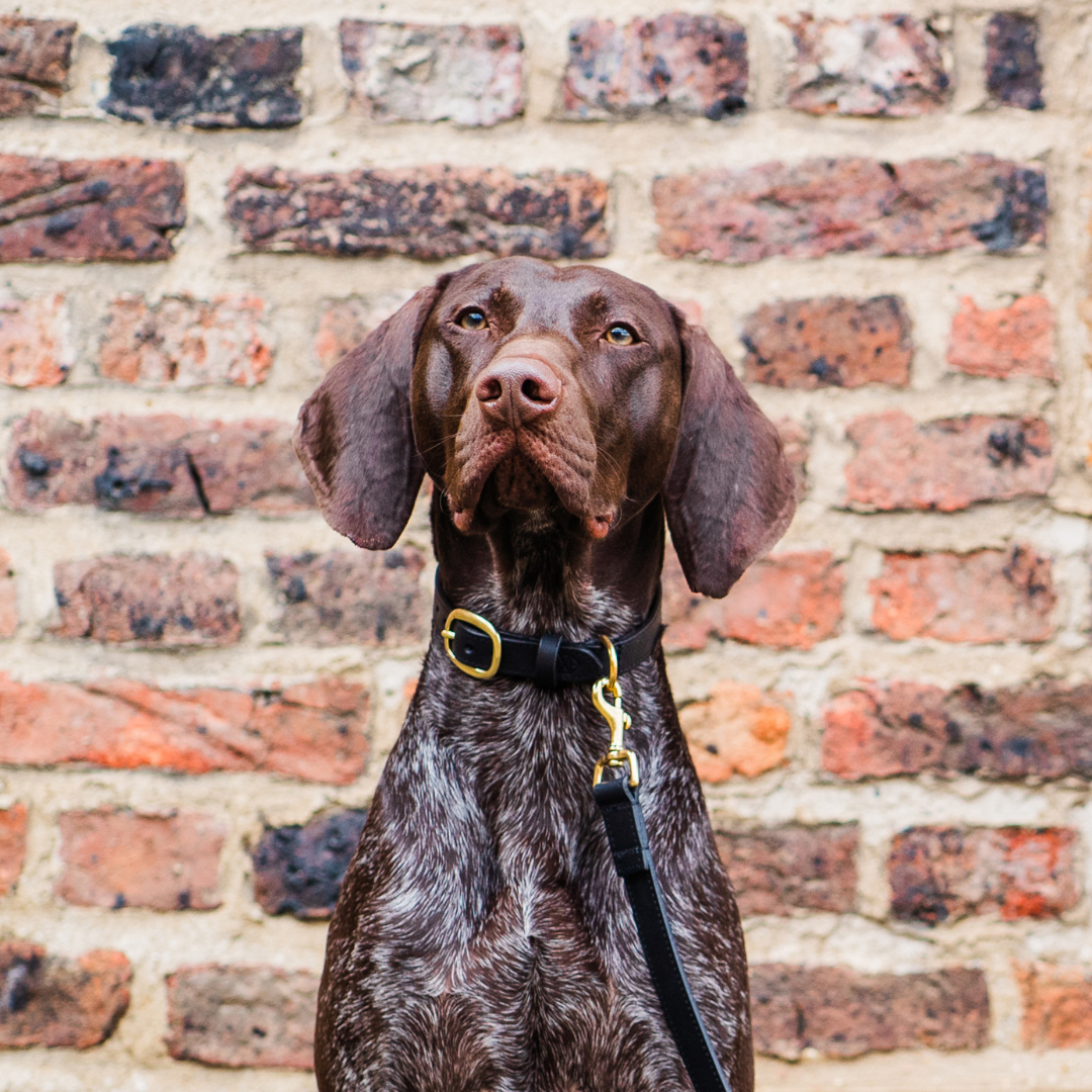 Black Leather Dog Collar and Black Leather Dog Lead