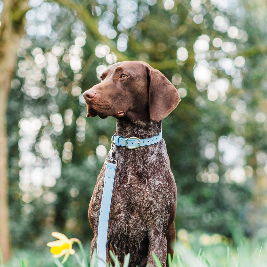 Blue Leather Dog Collar and Blue Leather Dog Lead