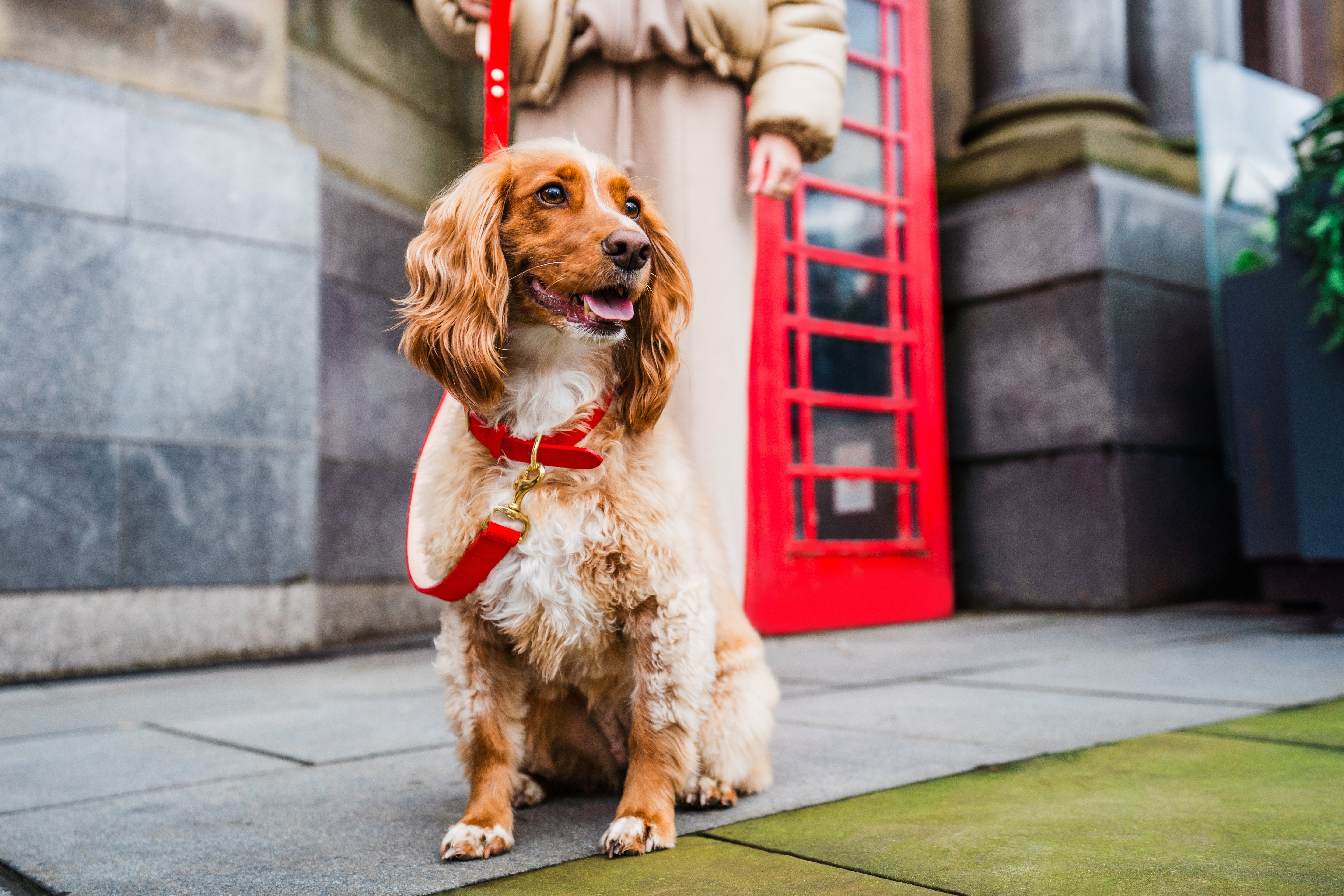 Red Leather Dog Collar and Red Leather Dog Lead