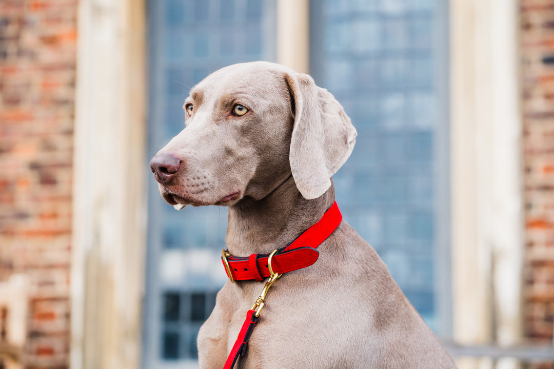 Red/Black Leather Dog Collar and Red/Black Leather Dog Lead