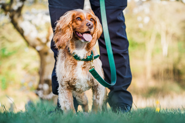 Green Leather Dog Lead and Green Leather Dog Collar