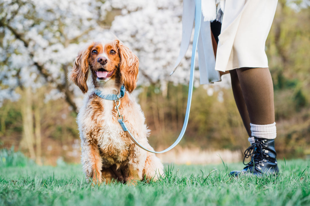 Blue Leather Dog Lead and Blue Leather Dog Collar