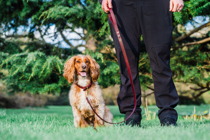 Burgundy Leather Dog Lead and Burgundy Leather Dog Collar