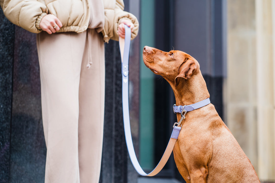 Lilac Leather Dog Lead and Lilac Leather Dog Collar