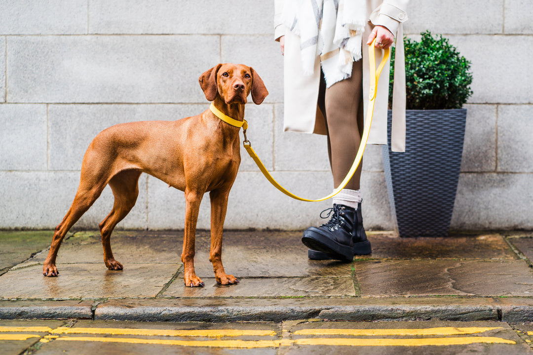 Yellow Leather Dog Lead and Yellow Leather Dog Collar