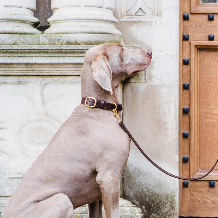 Brown Leather Dog Collar and Brown Leather Dog Lead