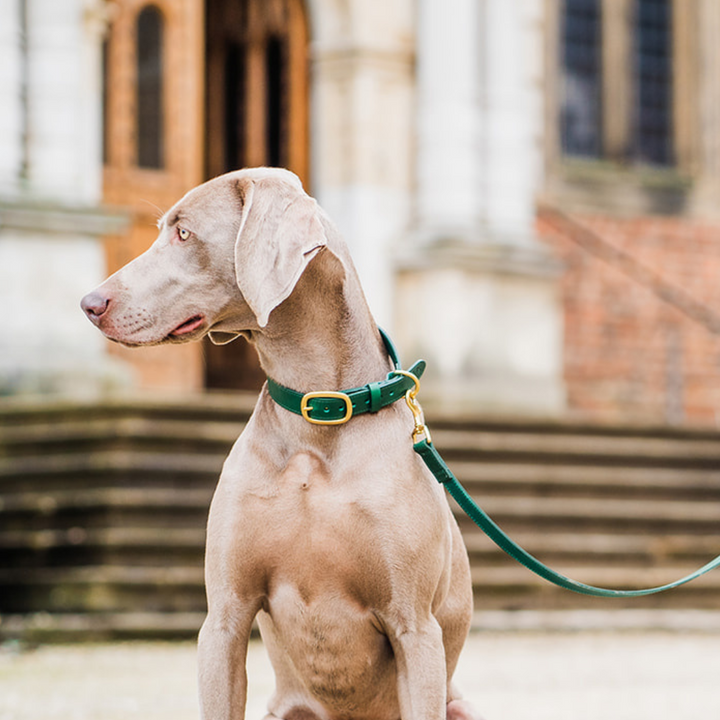 Green Leather Dog Collar and Green Leather Dog Lead